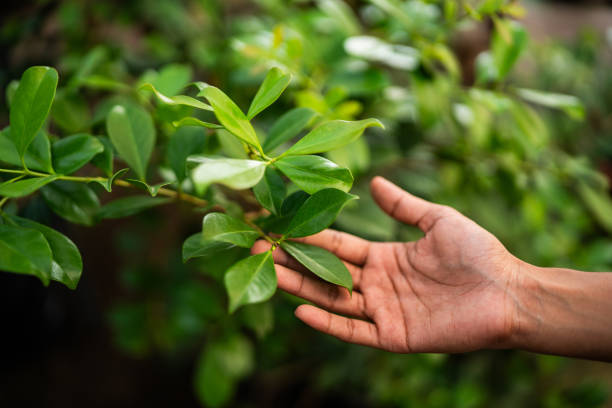 Professional Tree Services in Selden, NY