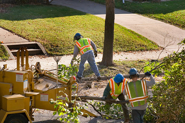 How Our Tree Care Process Works  in  Selden, NY